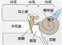 滲出性中耳炎ってどんな病気なの？